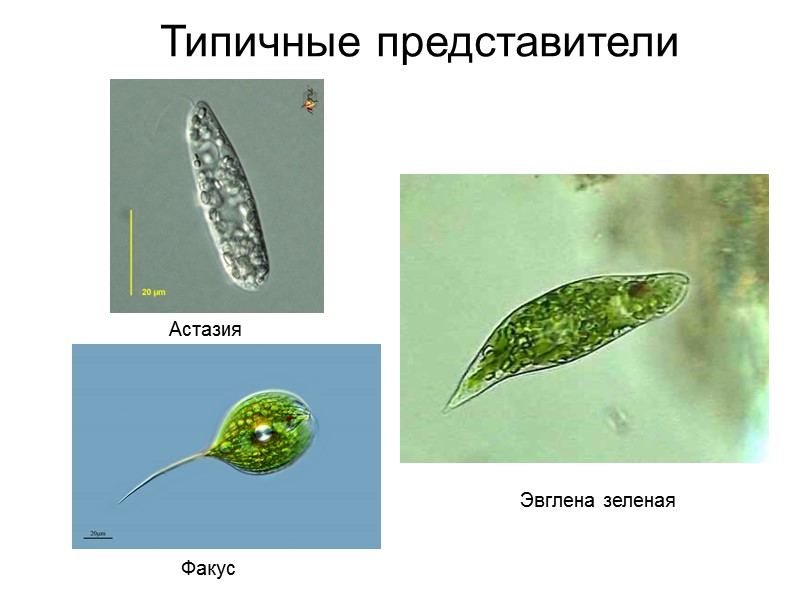Типичные представители  Эвглена зеленая Астазия Факус